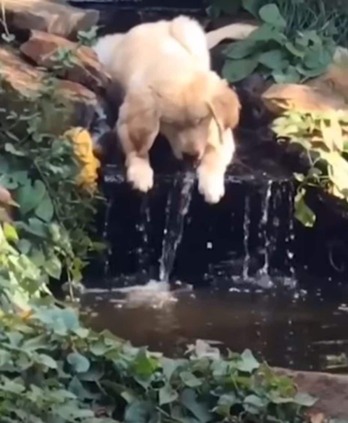 golden retriever laying down on a small man-made waterfall and drinking water from it