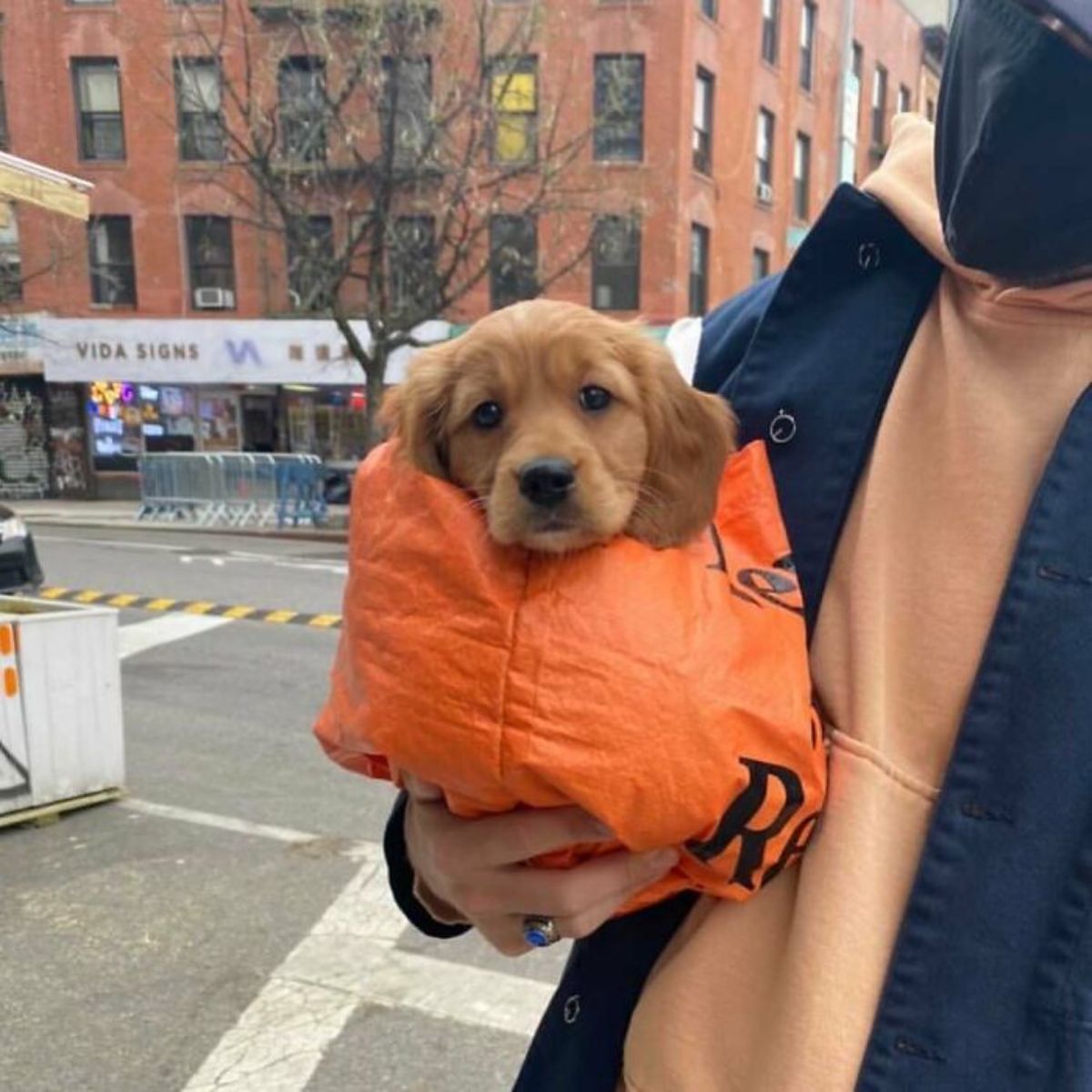 golden retriever puppy bundled up in an orange bag with its head sticking out being carried by someone wearing blue