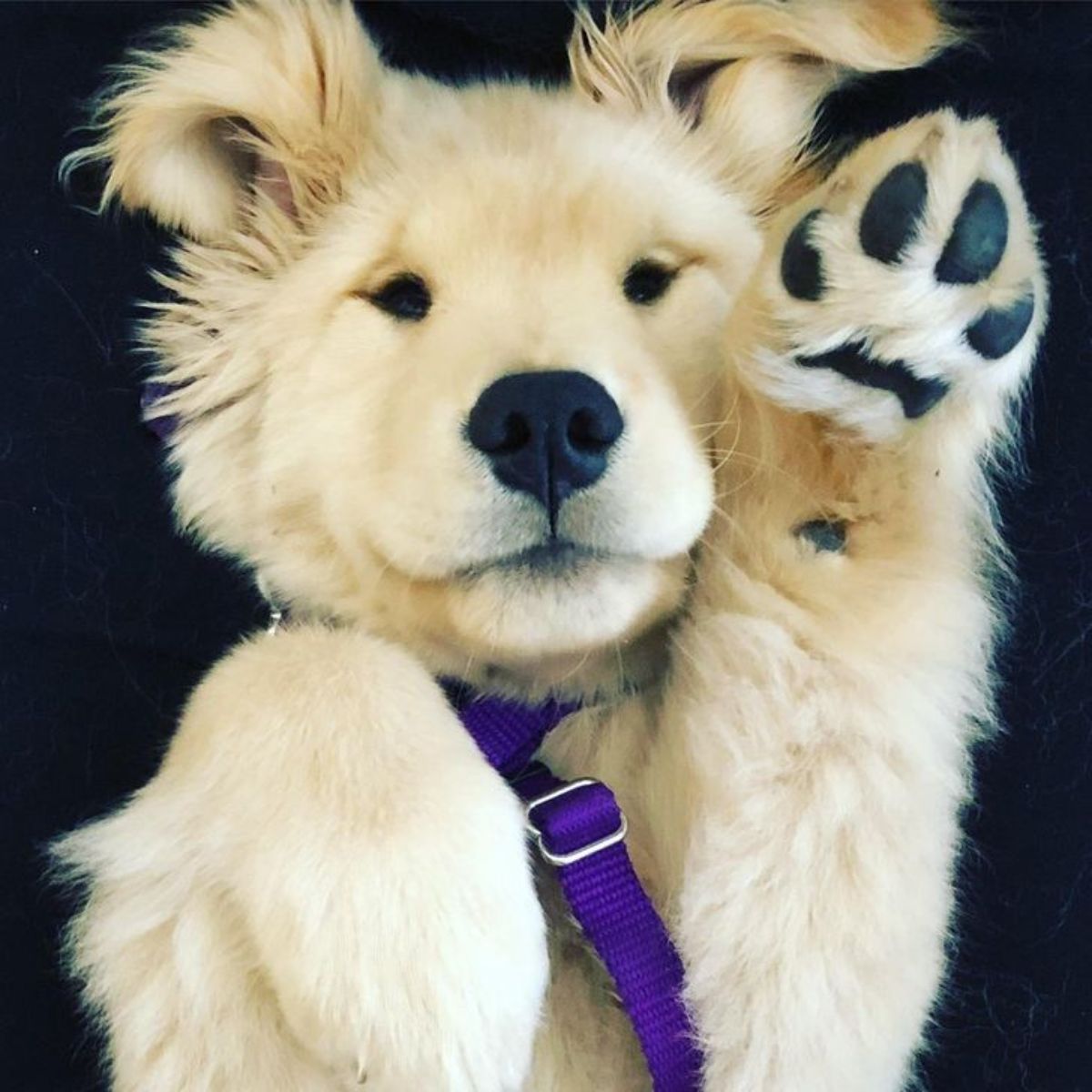 golden retriever puppy laying belly up with one paw up and wearing a purple leash