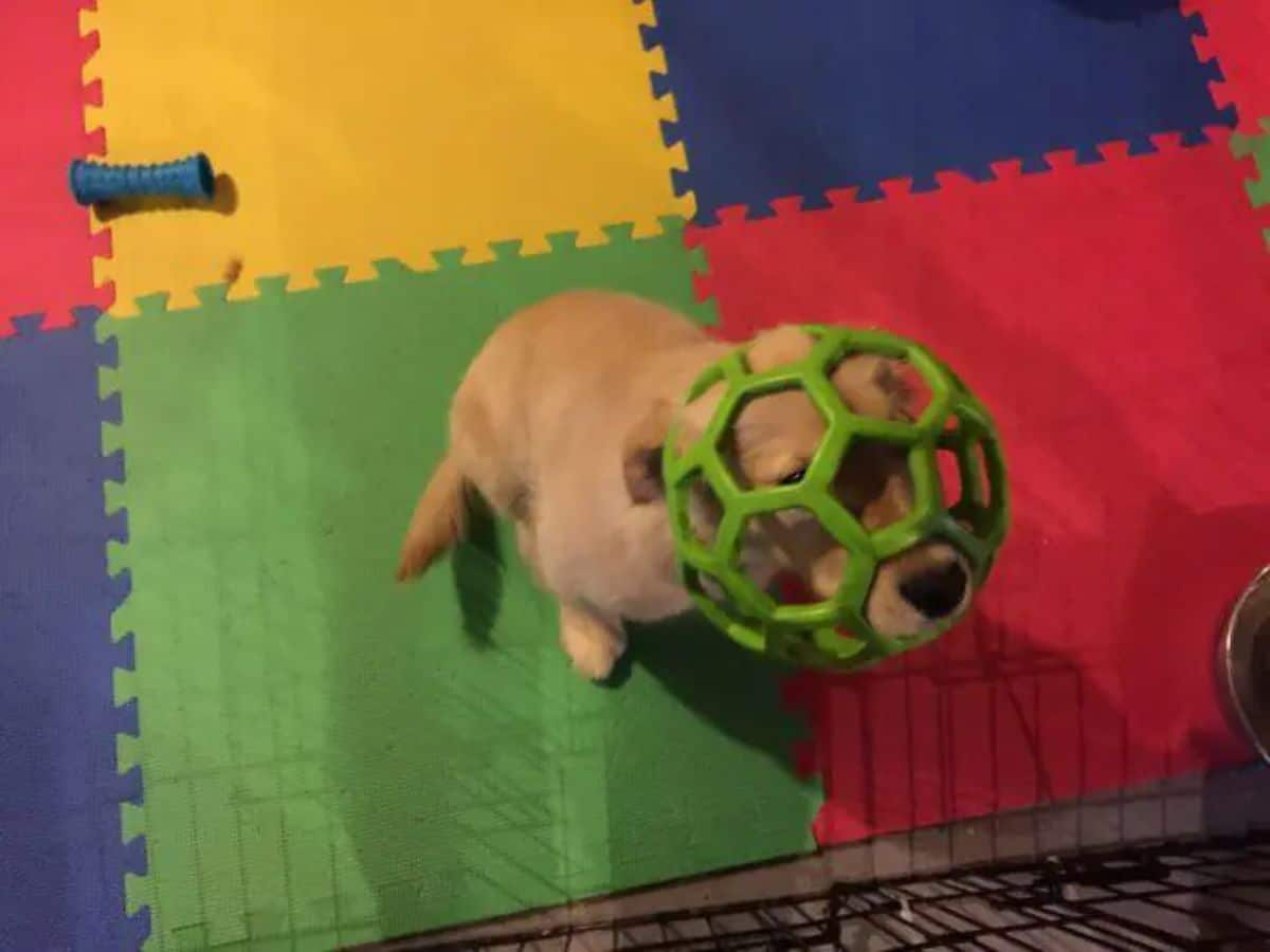 golden retriever puppy sitting on a multi-coloured mat with its head stuck in a green plastic ball