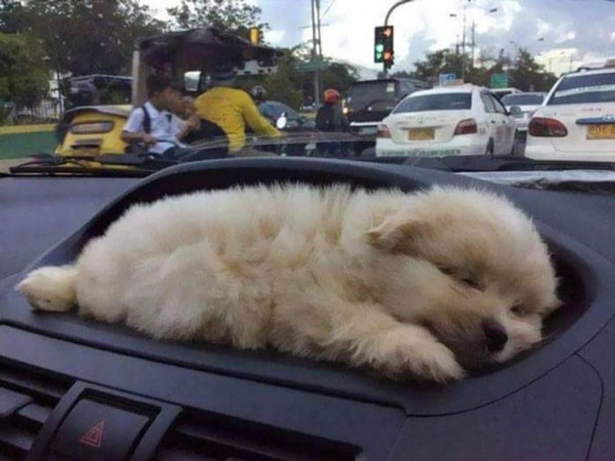 golden retriever puppy sleeping on the dashboard of a car