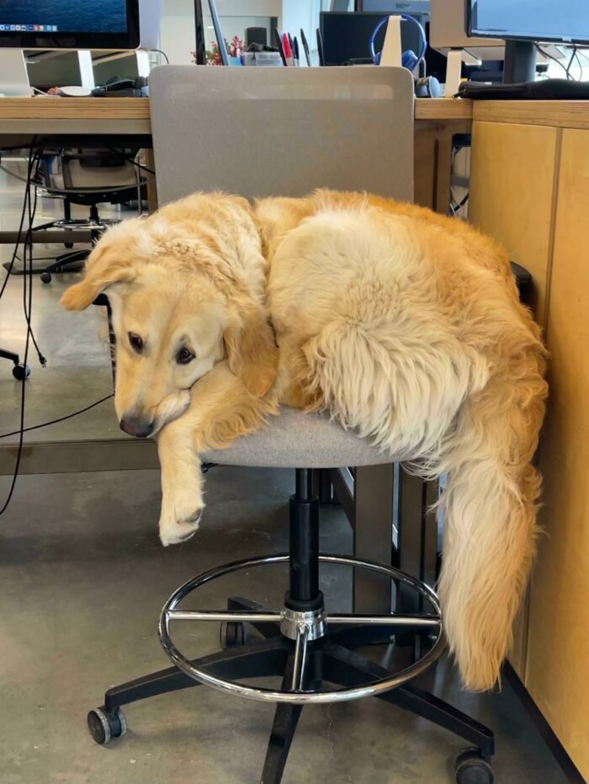 golden retriever squeezed into a grey office chair
