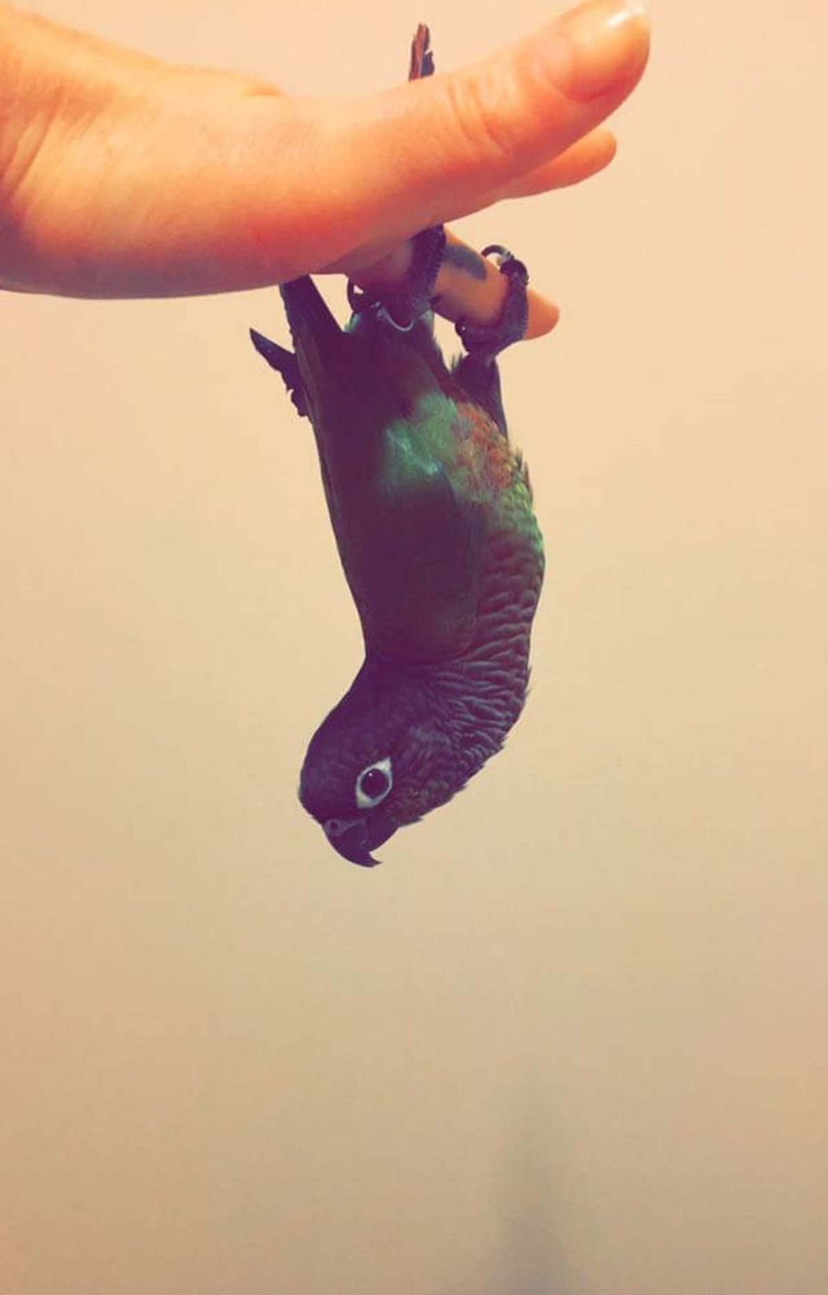 green bird hanging upside down from a person's finger