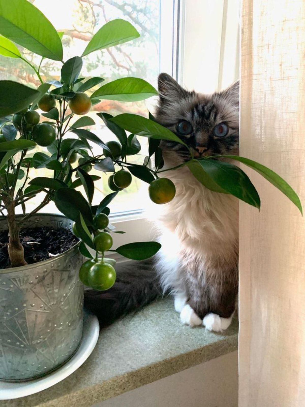 grey and white fluffy cat with blue eyes hiding behind a plant and a yellow curtain