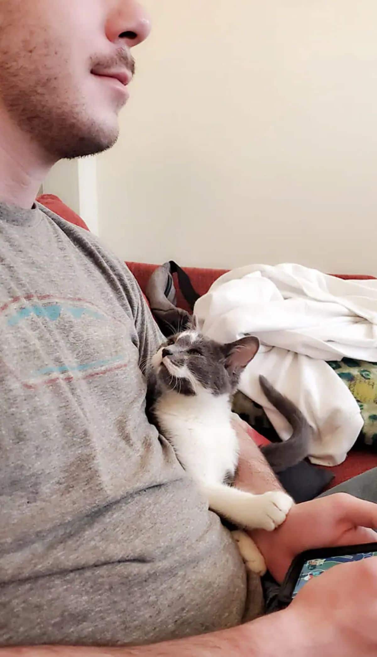 grey and white kitten being held by a man wearing grey and is looking up at him