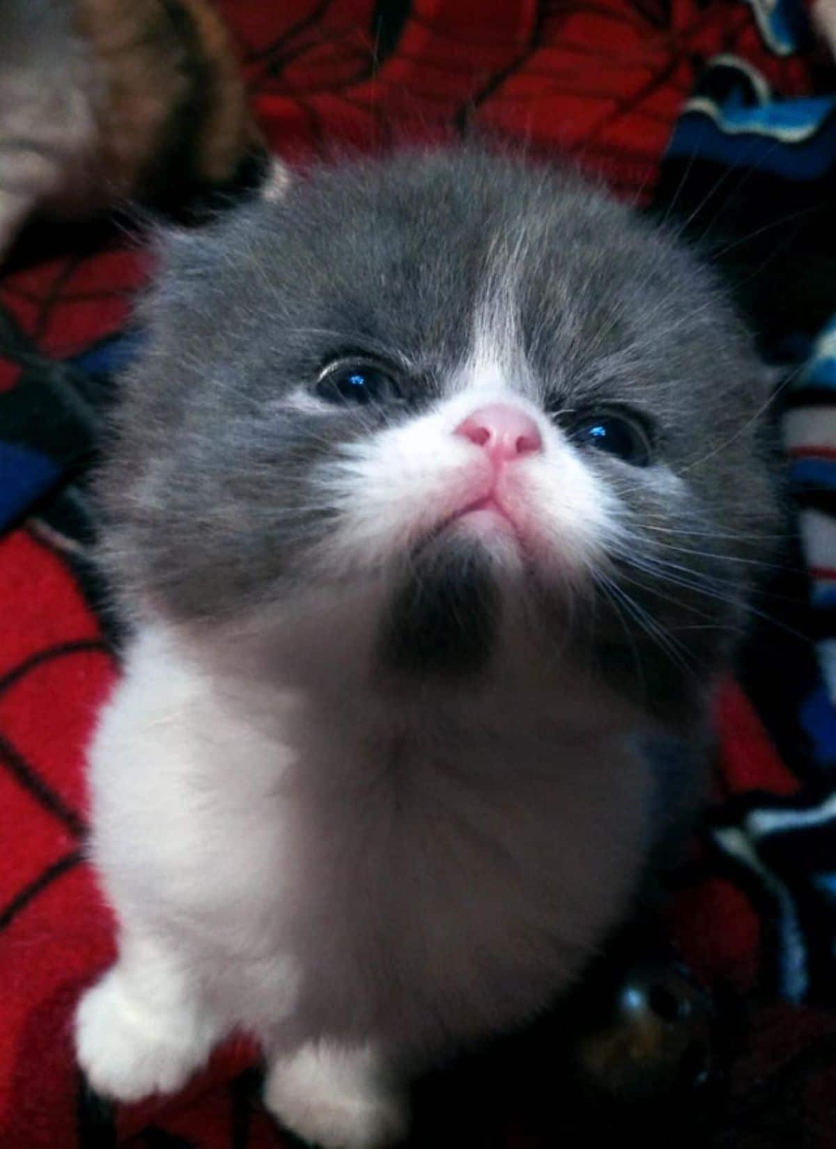 grey and white kitten sitting on a red blanket