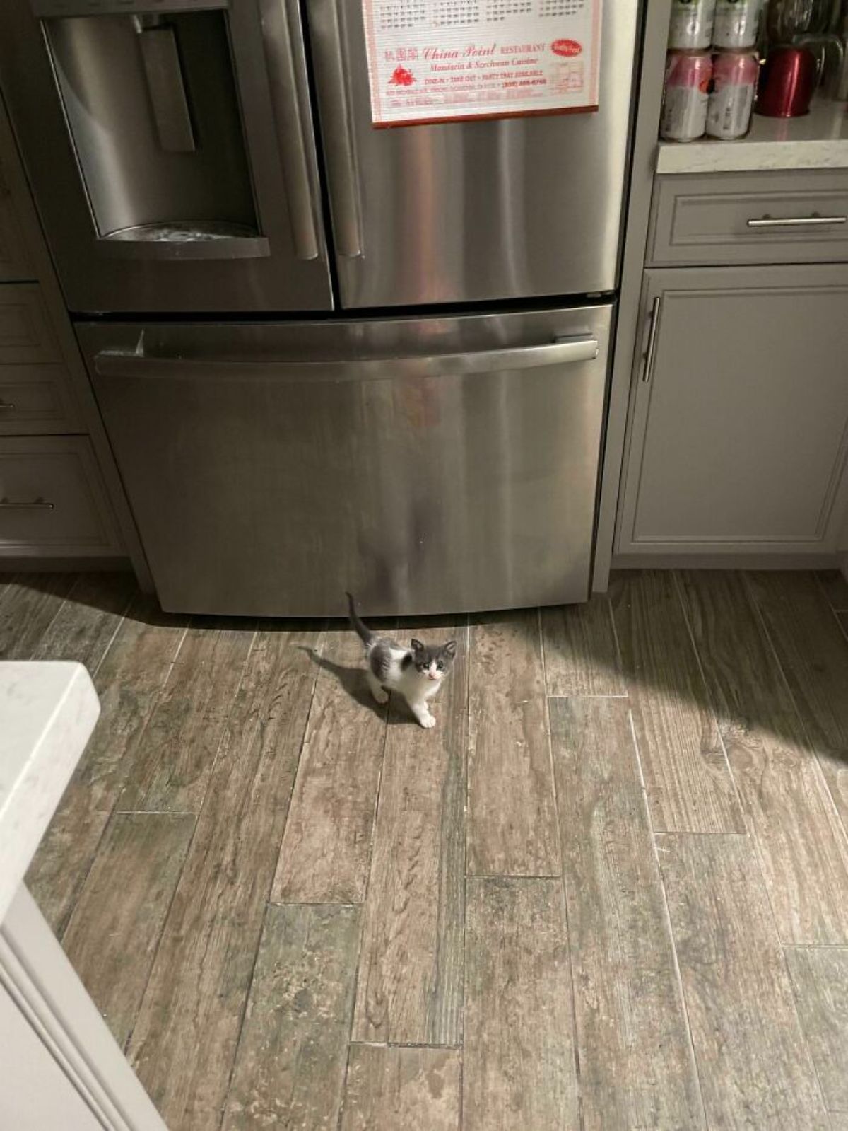 grey and white kitten standing next to a fridge