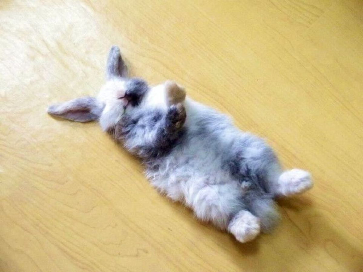 grey and white rabbit sleeping belly up with front legs sticking up