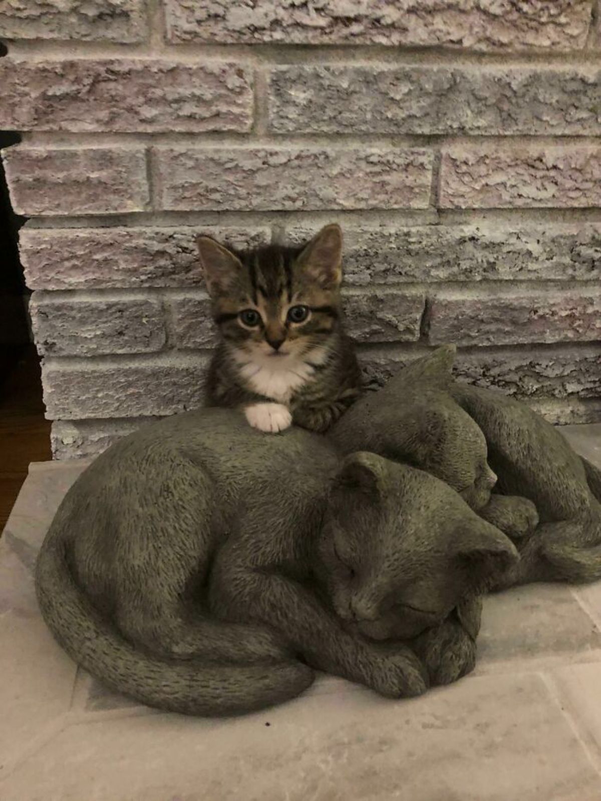 grey and white tabby with paws on statues of 2 sleeping cats