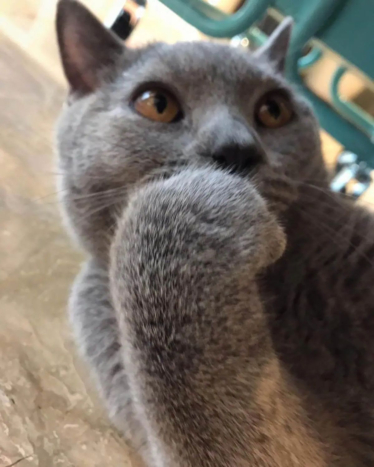 grey cat holding one paw to the mouth