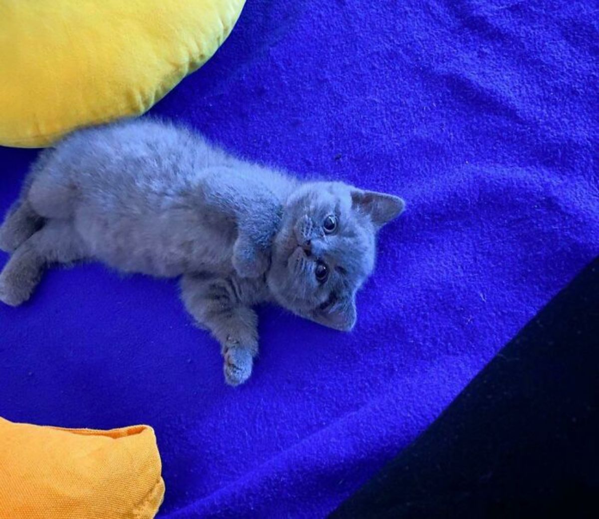 grey cat laying belly up on a blue blanket