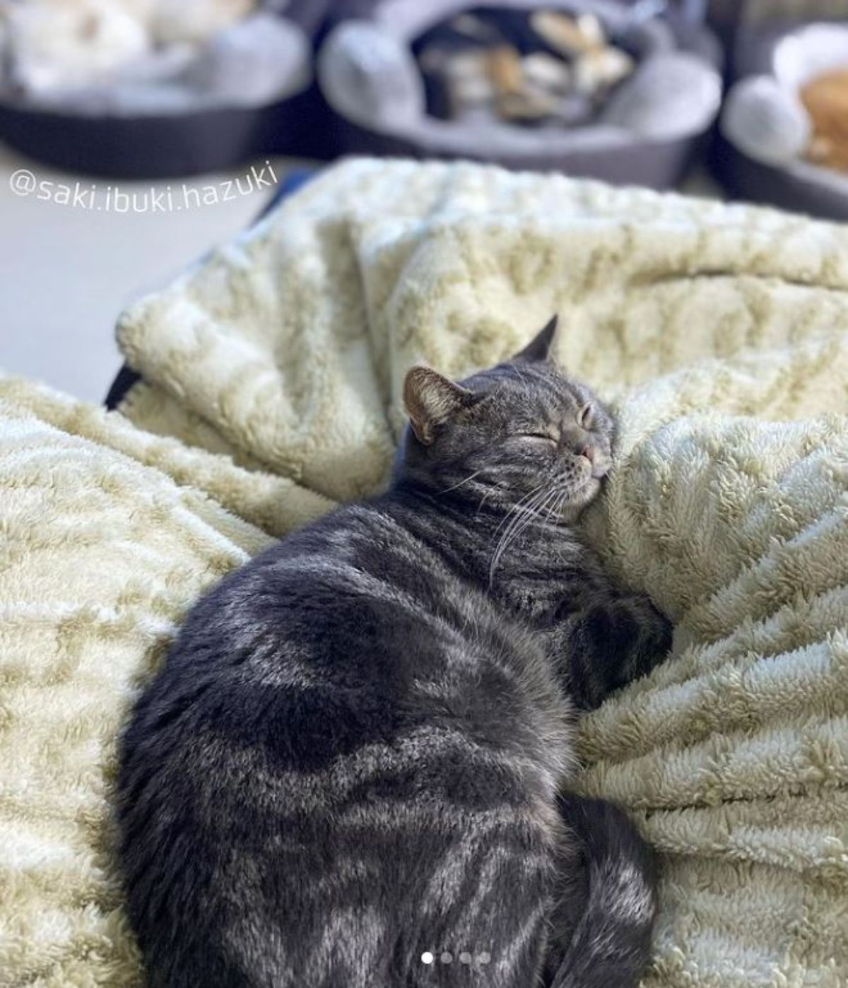 grey cat sleeping on a yellow blanket