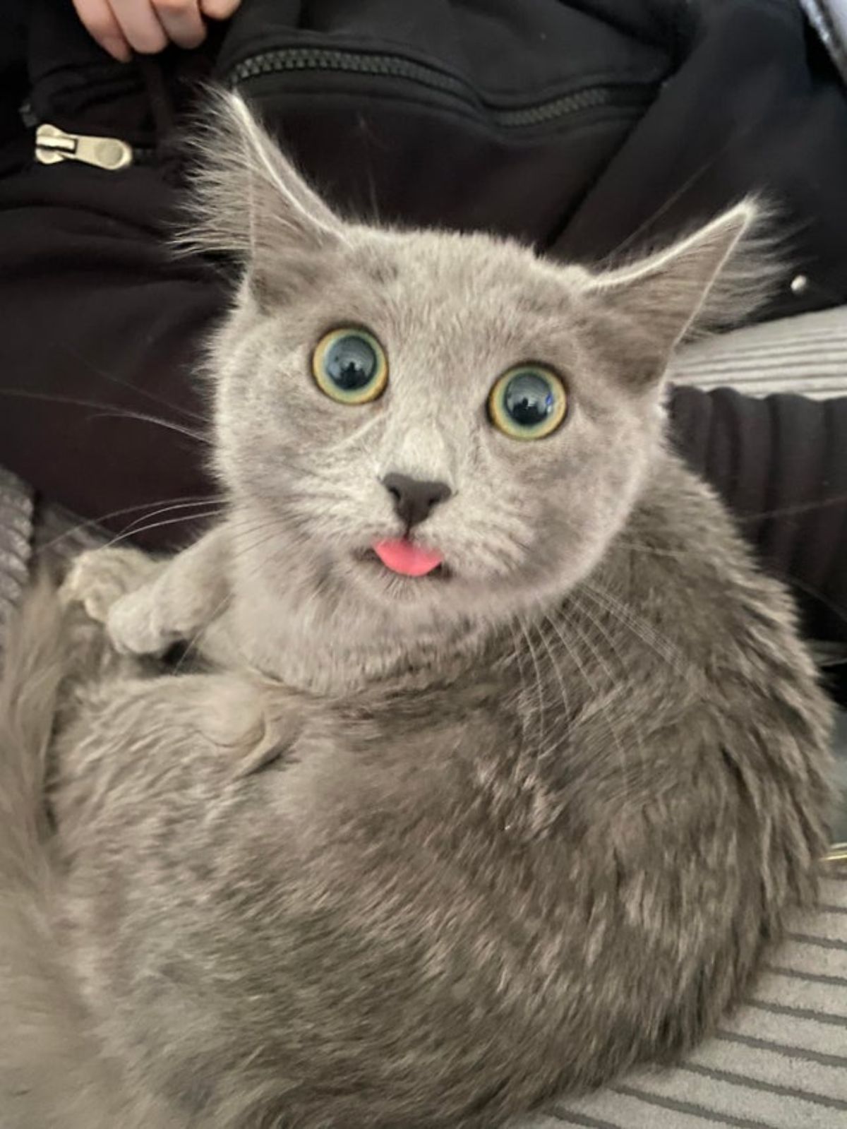 grey cat with the tongue sticking out