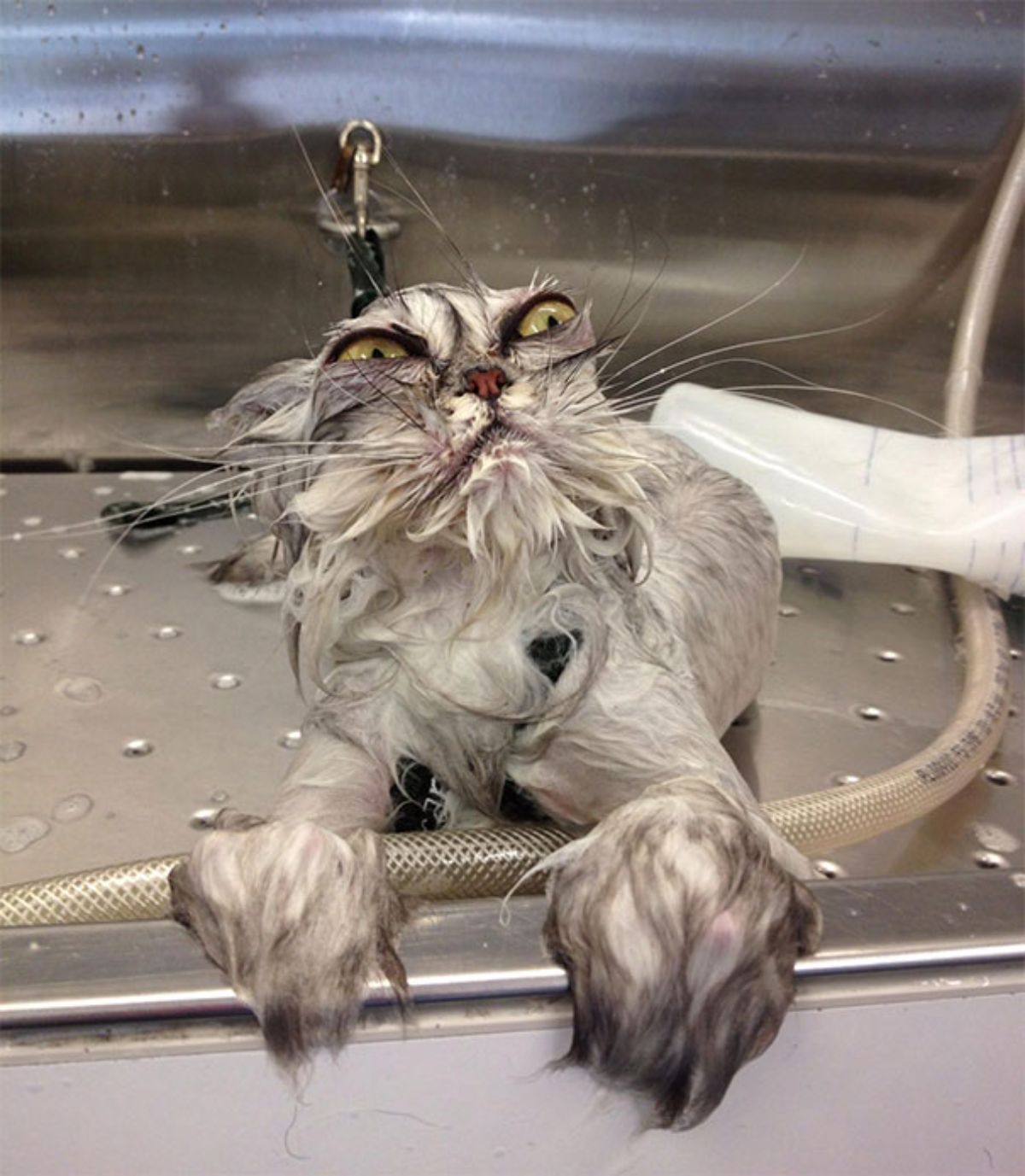 grey fluffy cat getting a bath in a sink and looking angry