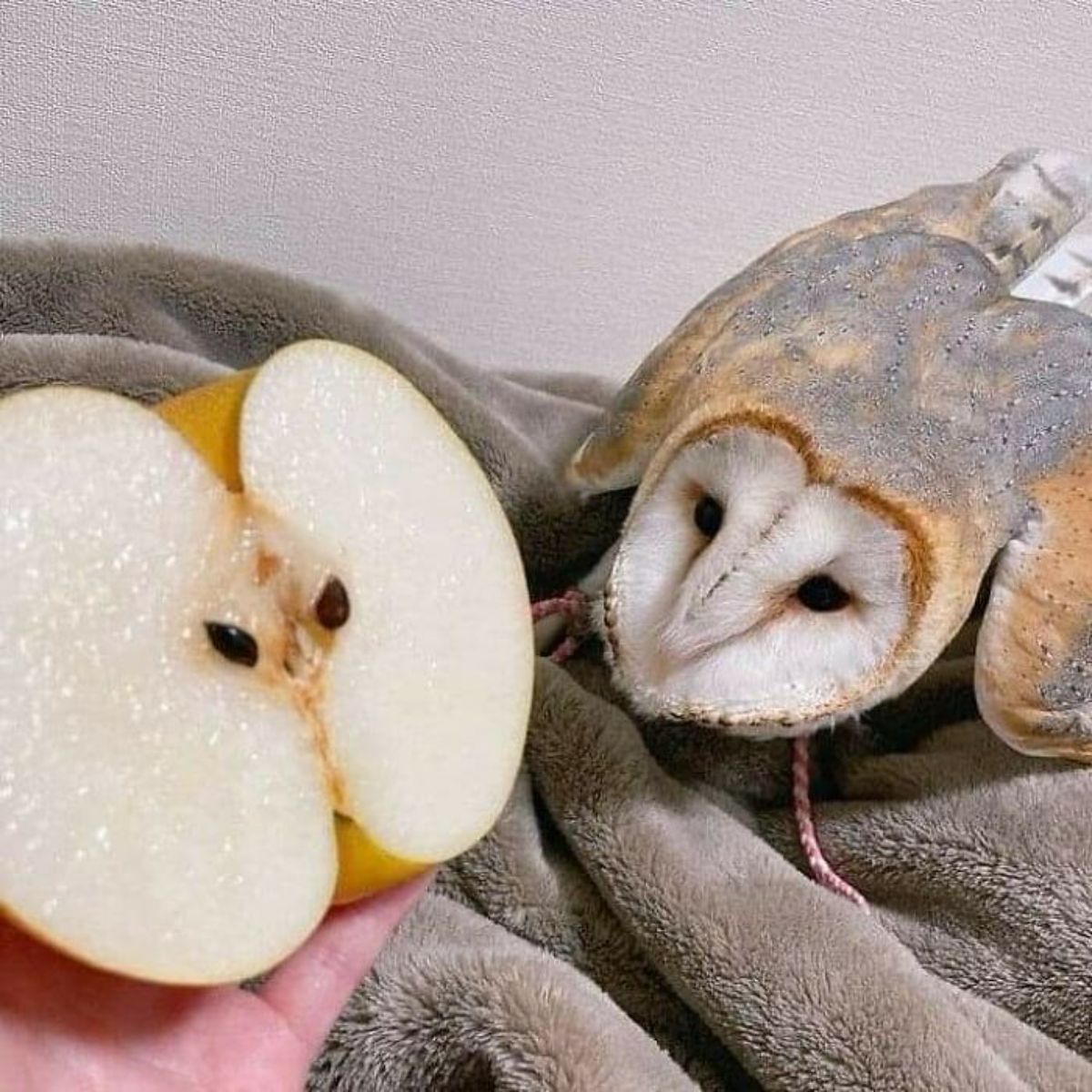 grey gold and white owl next to an apple sliced in half