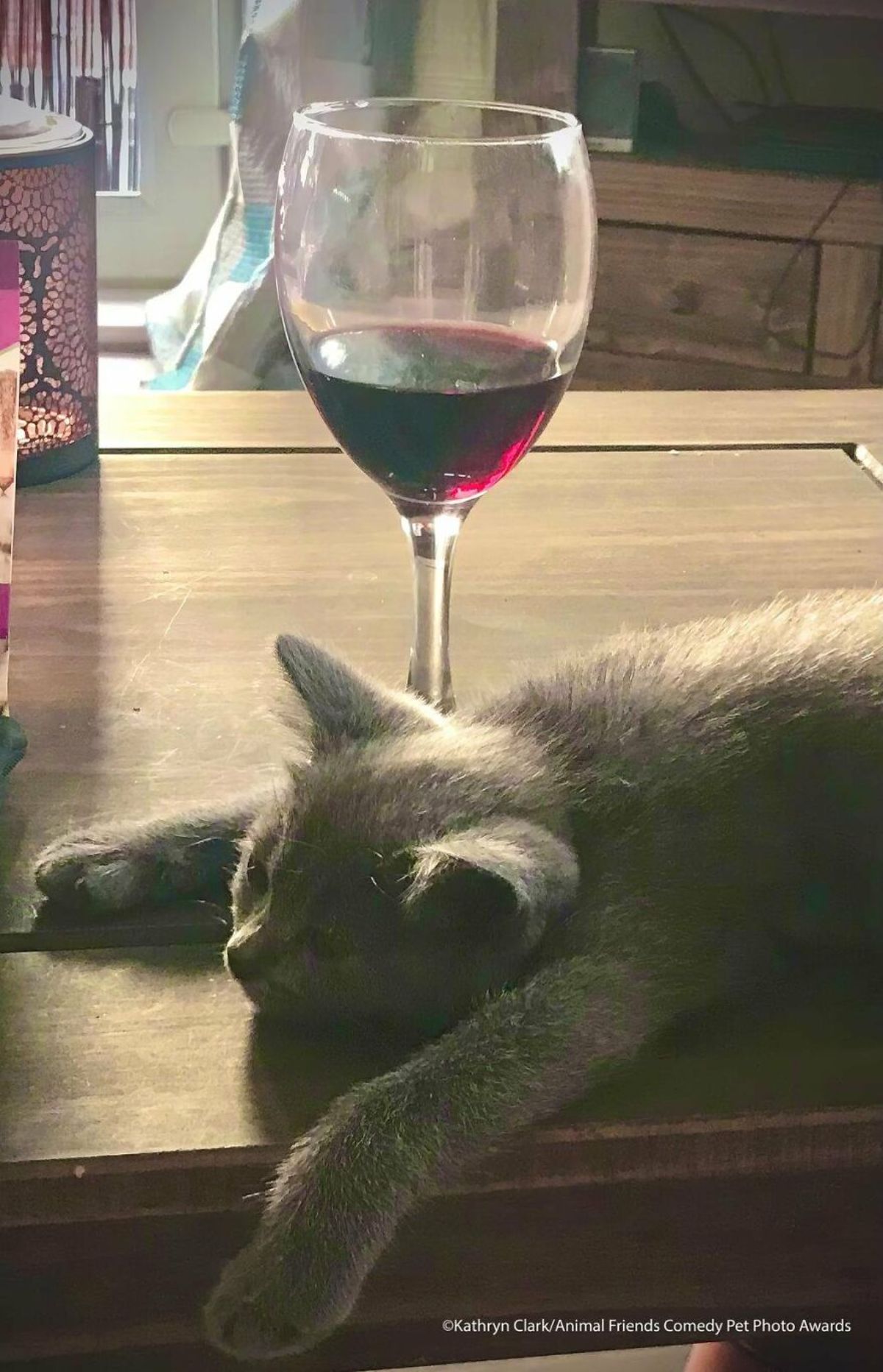 grey kitten laying on a wooden table next to a glass of red wine