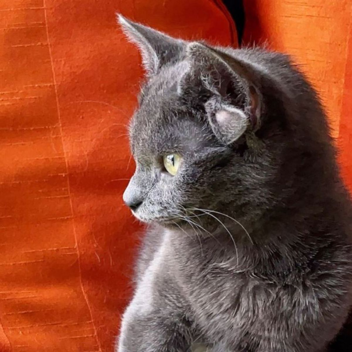 grey kitten with four ears sitting in front of orange cushions