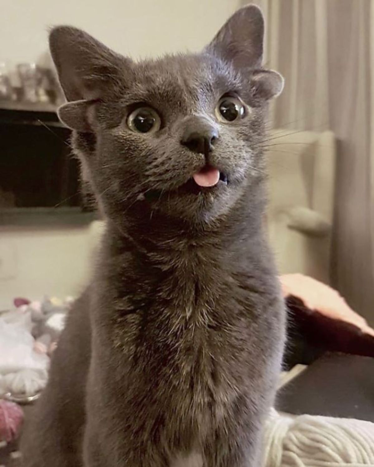 grey kitten with four ears sitting