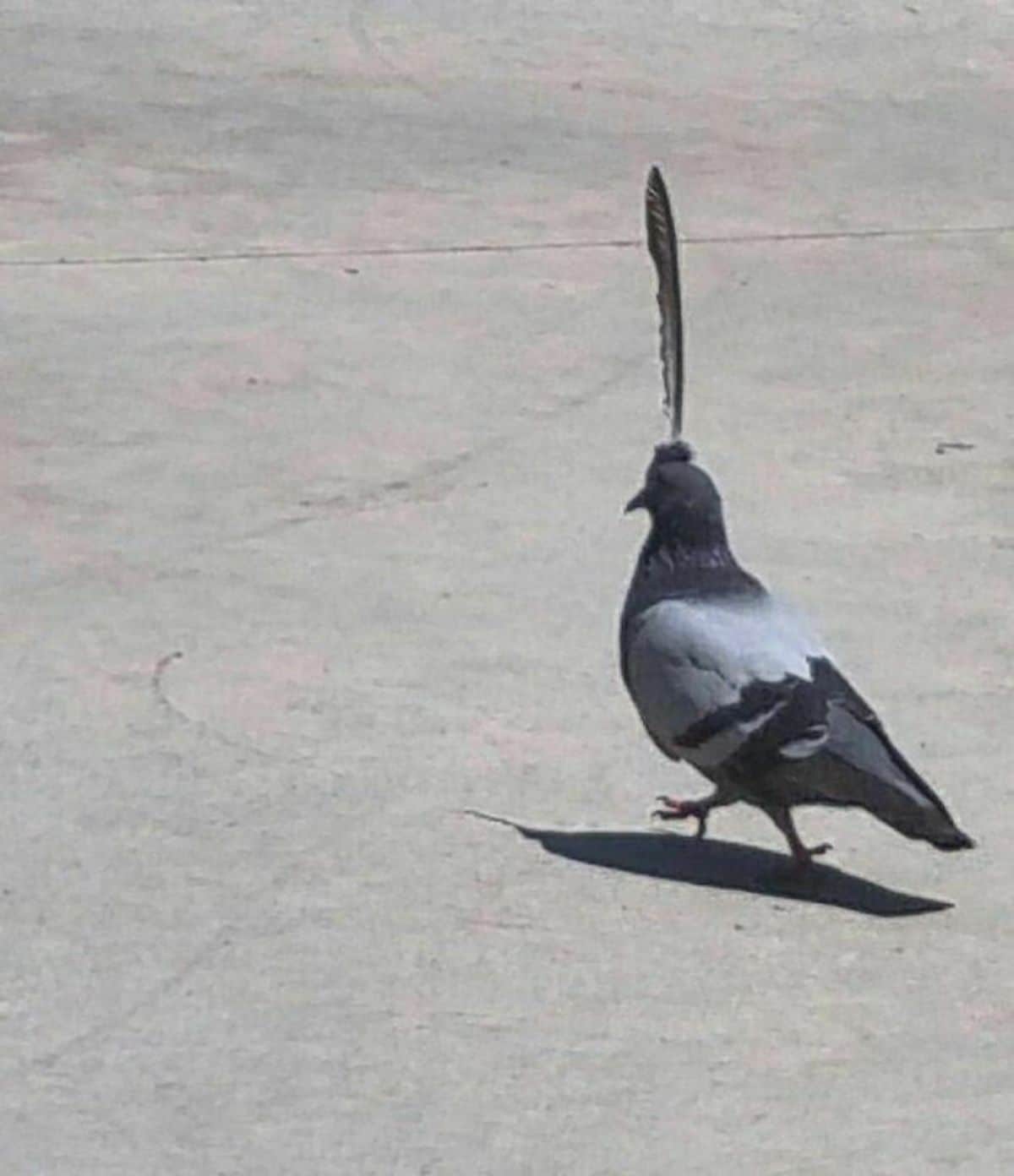 grey pigeon with a black feather standing upright on its head