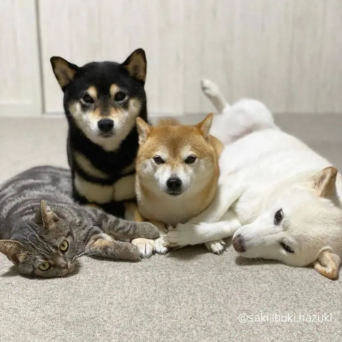 grey tabby and white shiba inu laying sideways on the floor holding paws with black and brown shiba inus laying between them