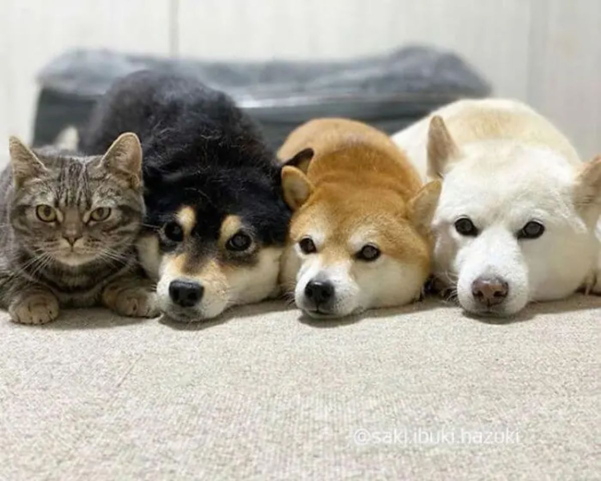 grey tabby cat black brown and white shiba inus laying on the floor in a row