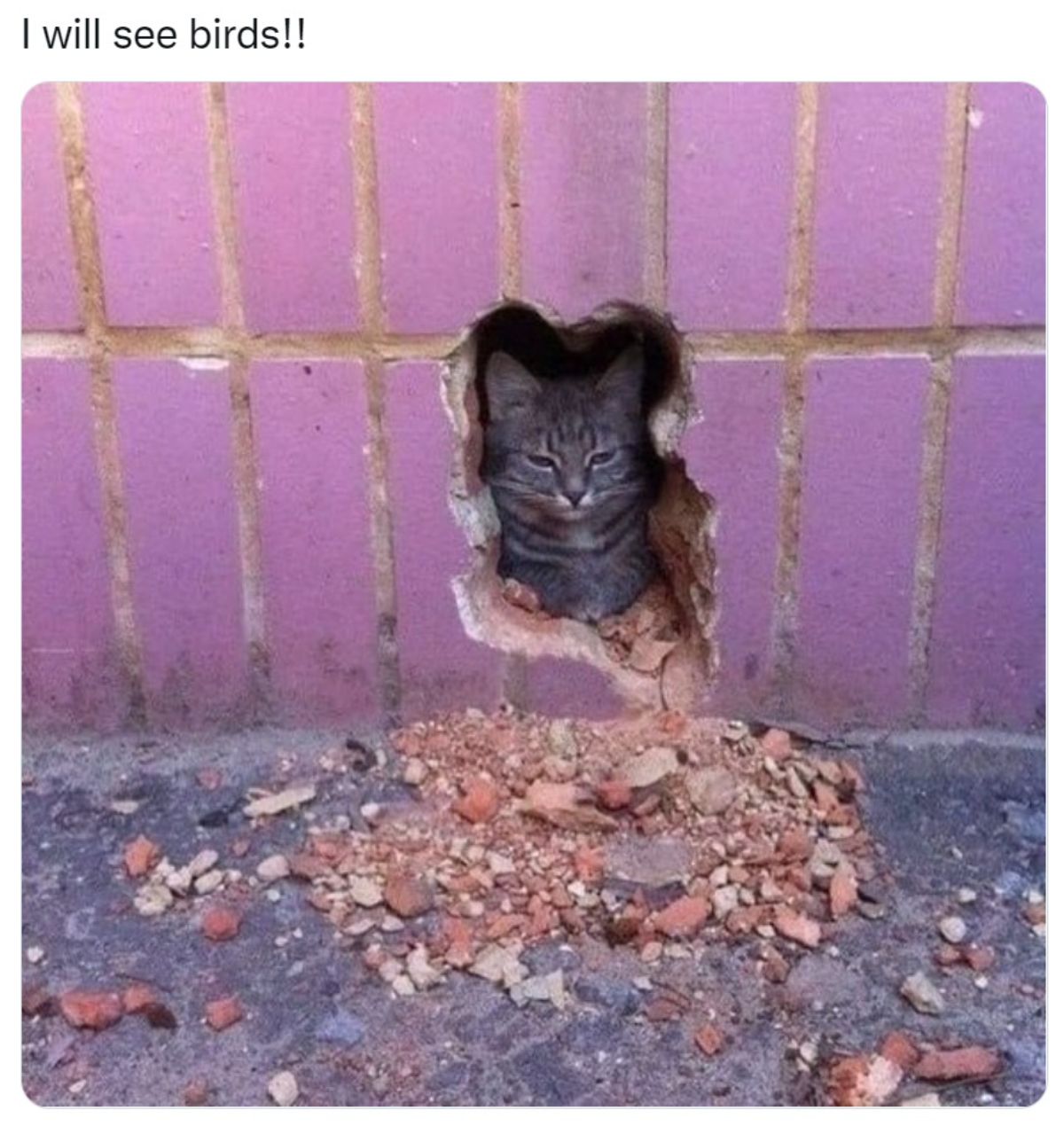 grey tabby cat sitting in a cat-shaped gap in a pink wall with bits of the wall on the ground in front of it and a caption over the photo saying i will see birds!!
