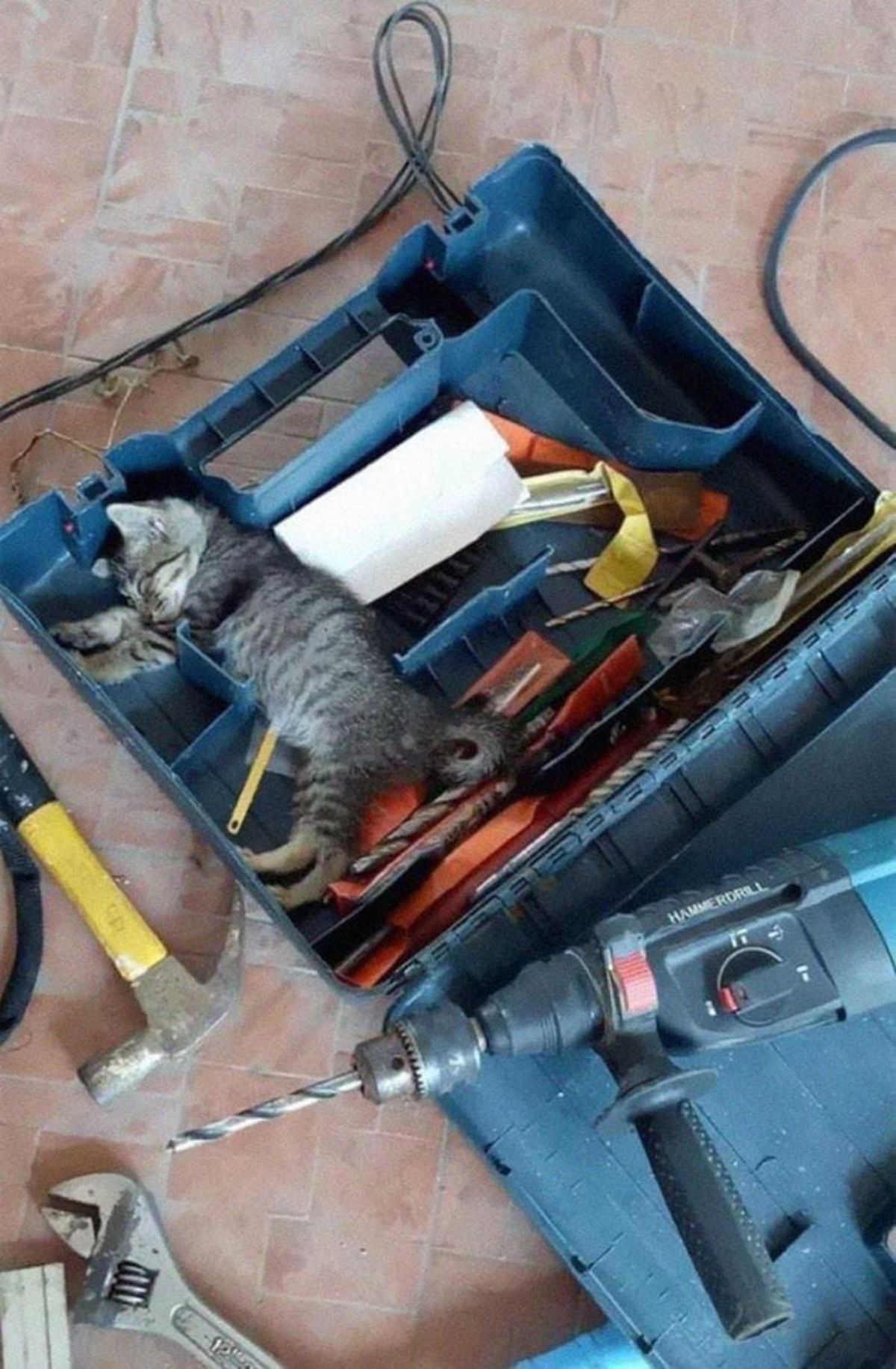 grey tabby kitten sleeping in a blue plastic toolbox filled with tools