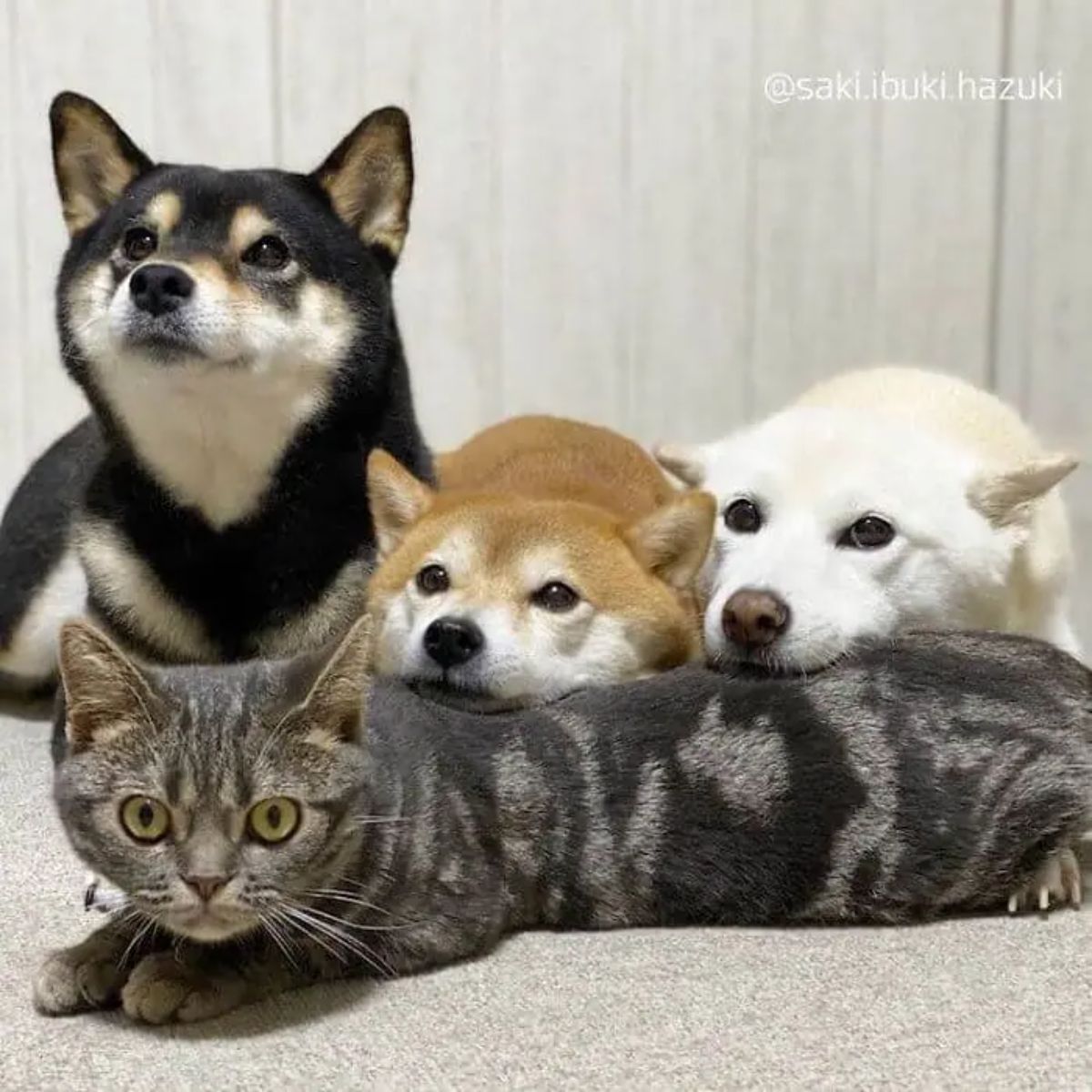 grey tabby laying on the floor with a brown shiba inu and a white shiba inu laying their head on the cat with a black shiba inu behind them