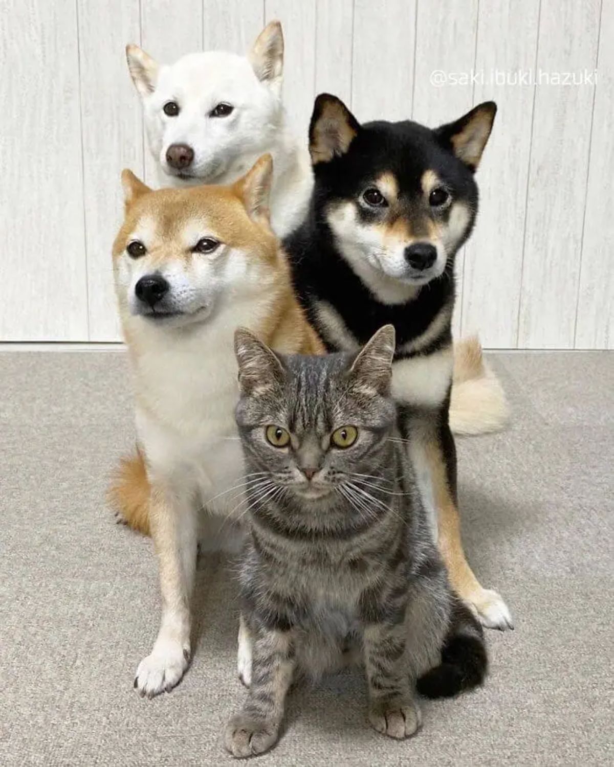 grey tabby sitting in front of brown and black shiba inus with a white shiba inu behind them