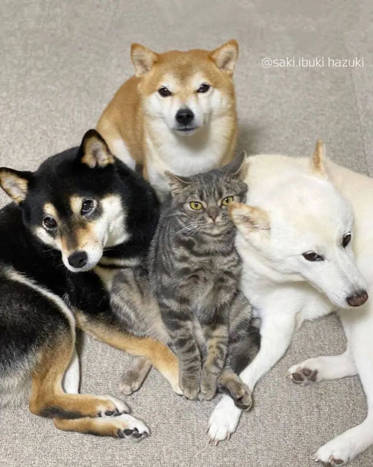 grey tabby sitting in the middle of a black brown and white shiba inus