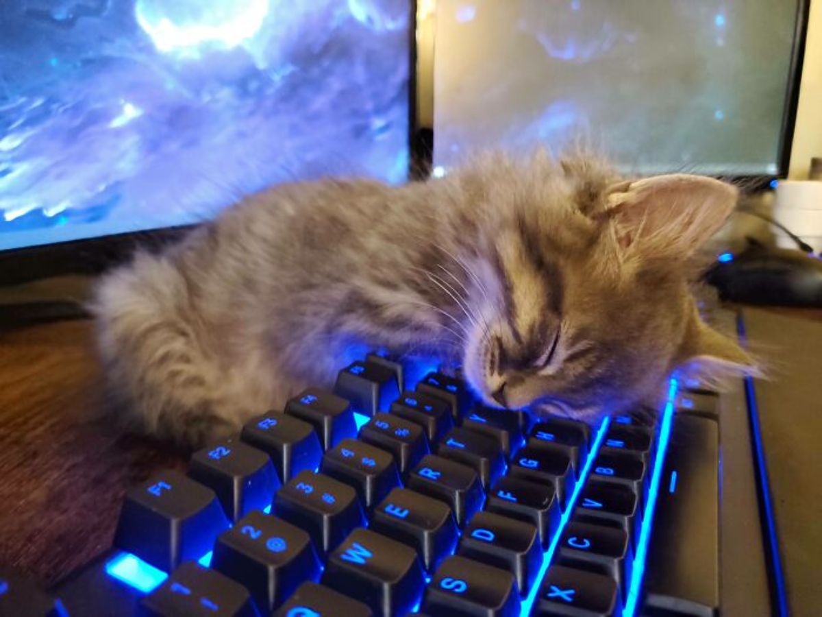 grey tabby sleeping on a black keyboard with blue light in front of a computer screen