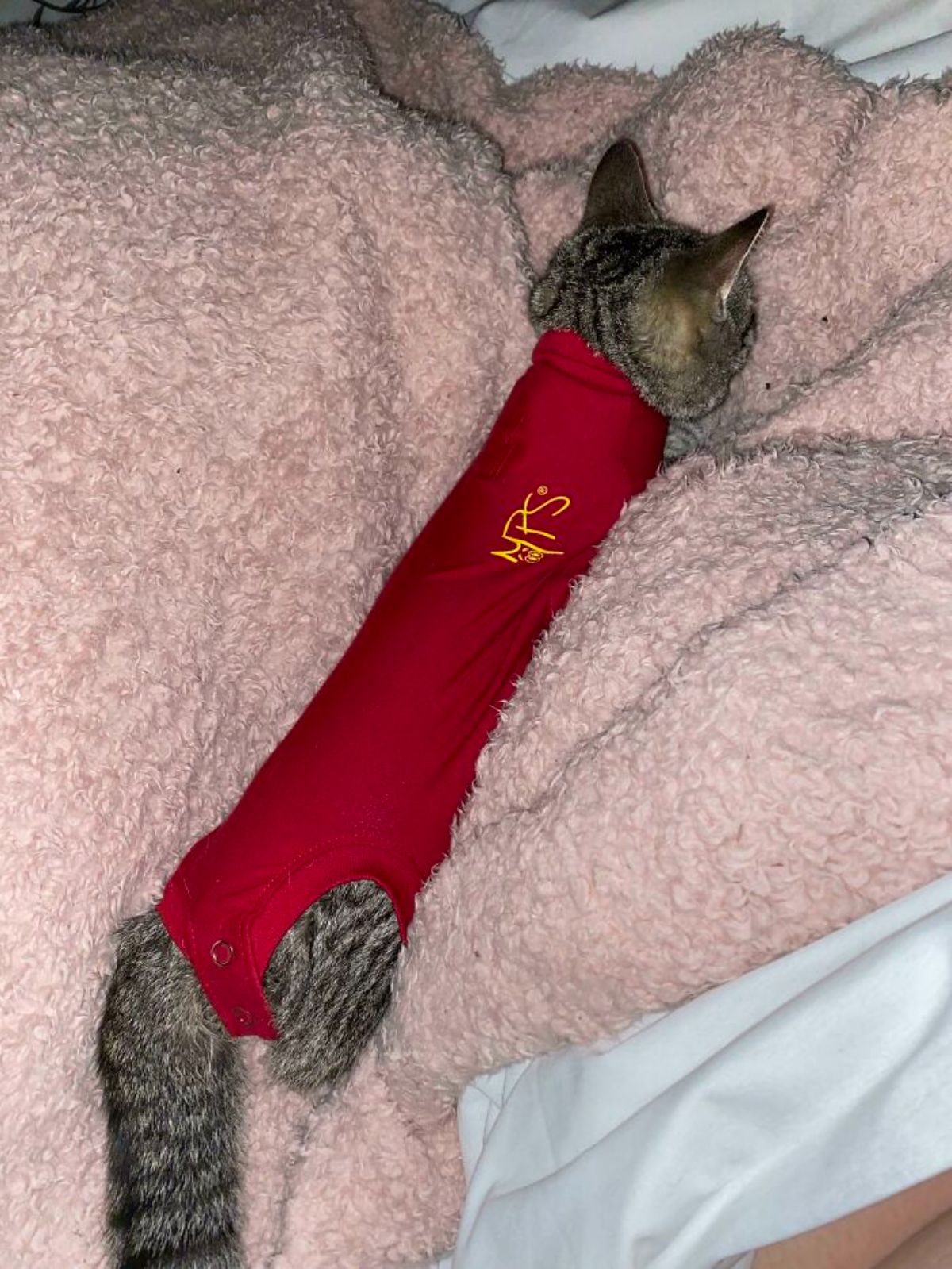 grey tabby wearing a red onesie lying on a pink fluffy blanket