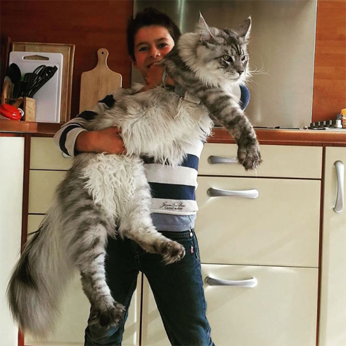 grey white and black maine coon being held up by a person