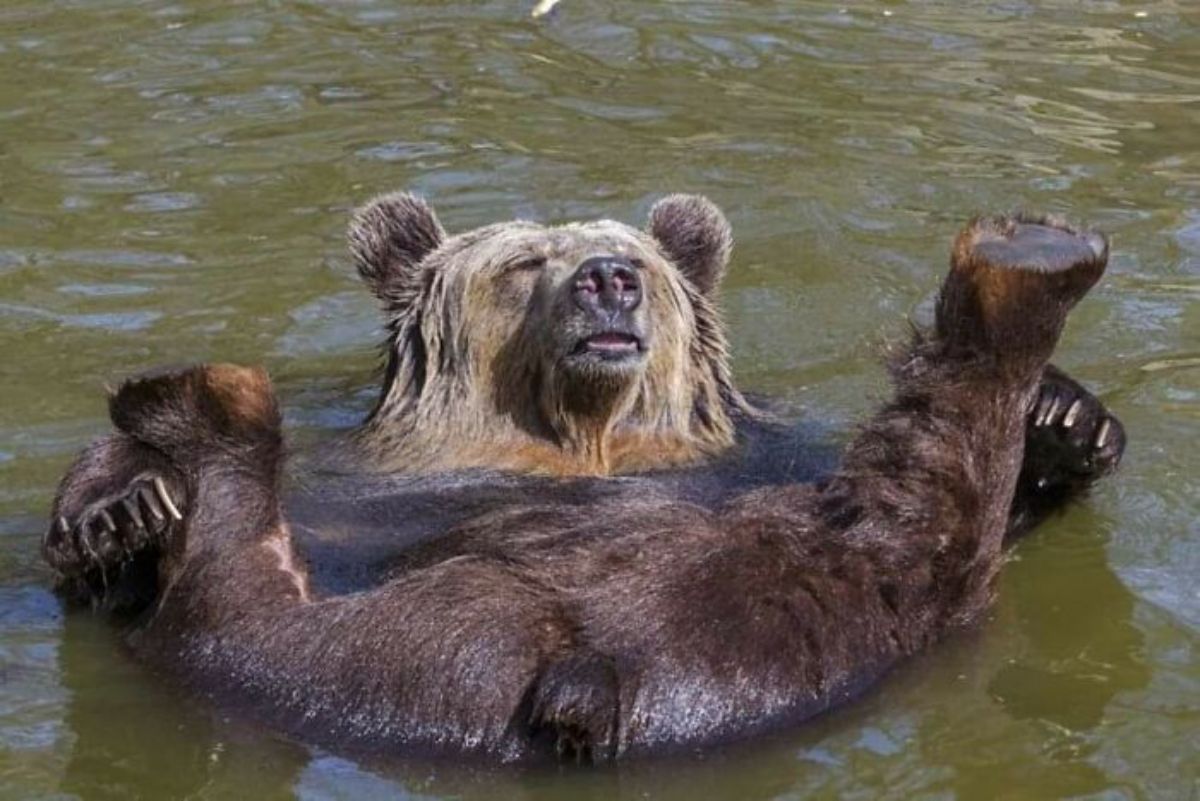 grizzly bear floating belly up in water holding the back legs extended in place with the front paws