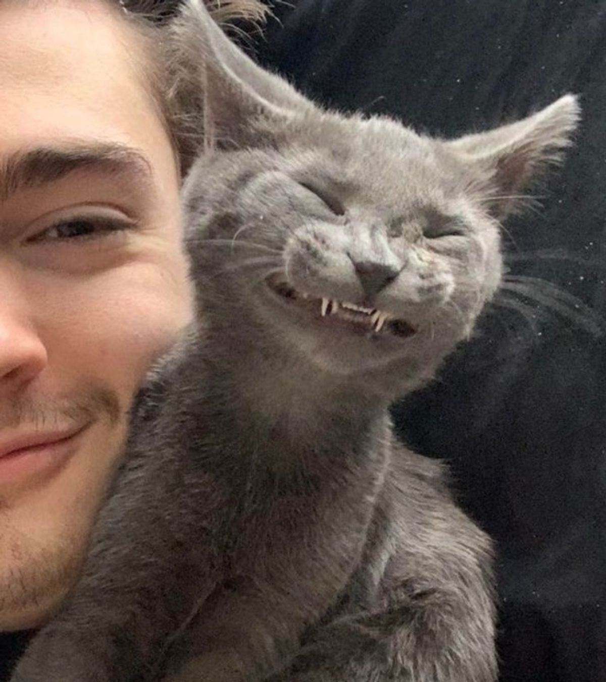 grey cat smiling for camera posing with a man