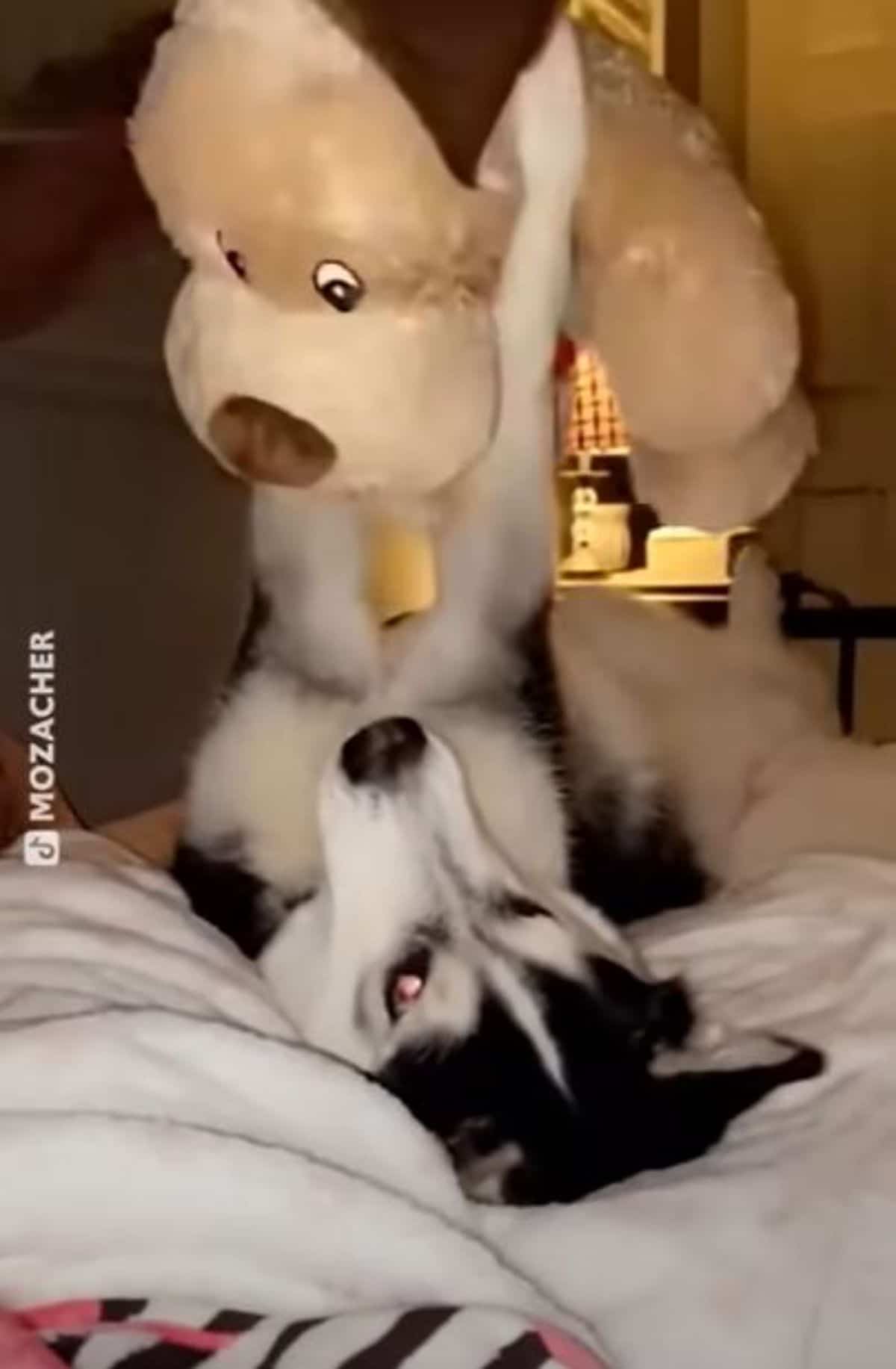 husky holding up a large brown teddy bear with the front legs laying on a bed