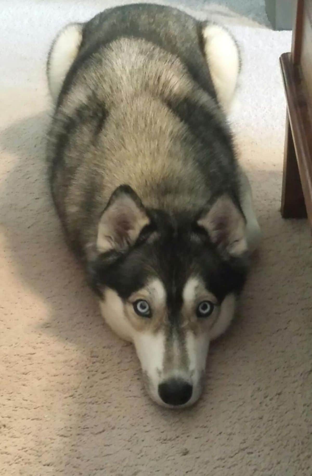 husky laying on a carpet with legs tucked out of sight