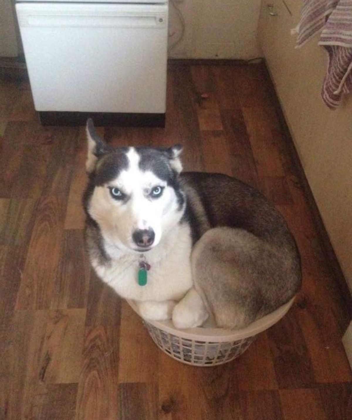 husky sitting in a small laundry basket