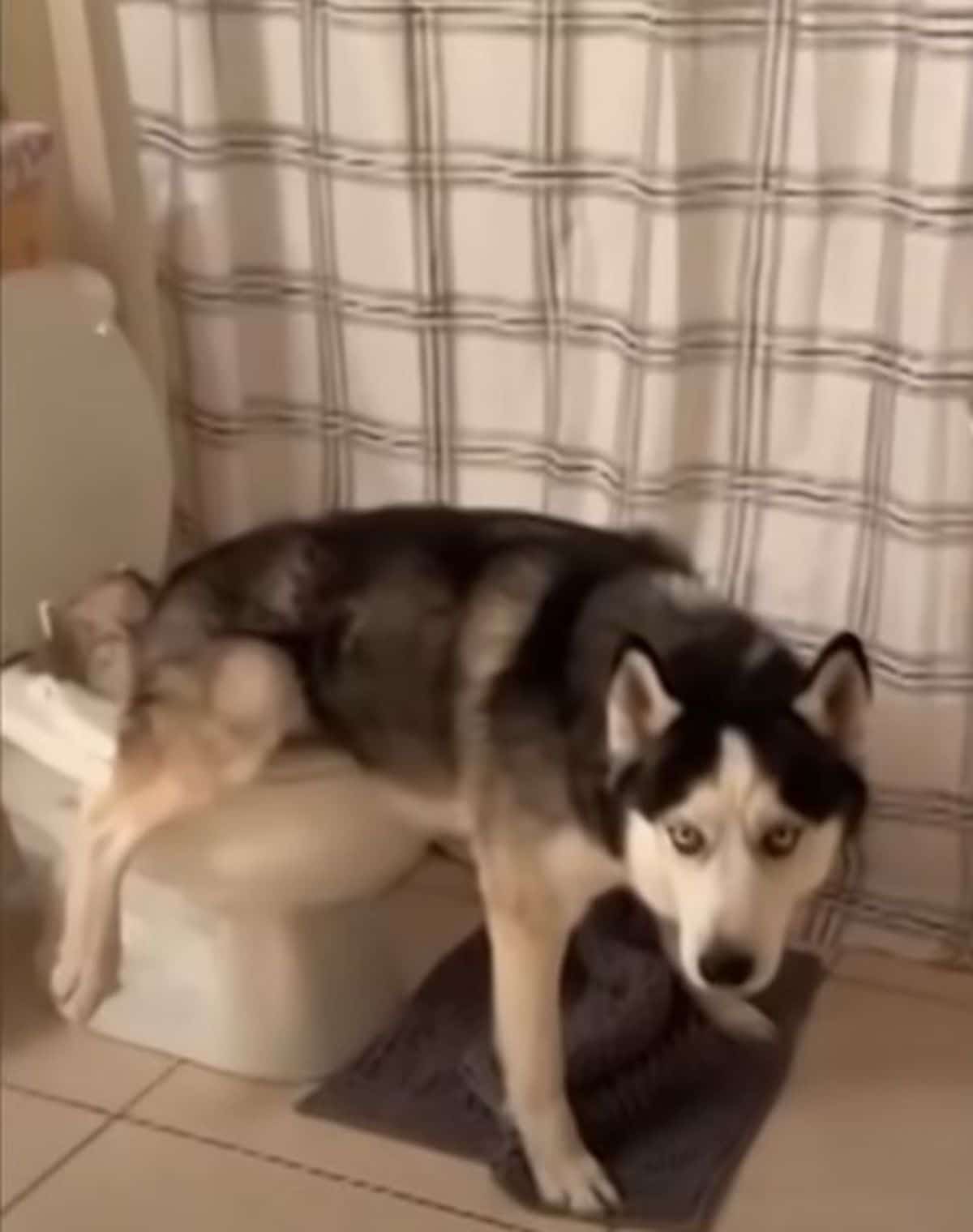 husky using the toilet with its front legs on the floor