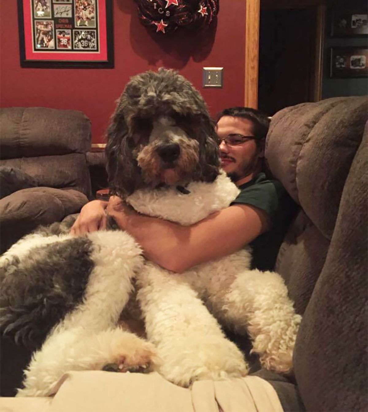 large black and white fluffy dog being hugged by a man sitting on a brown couch