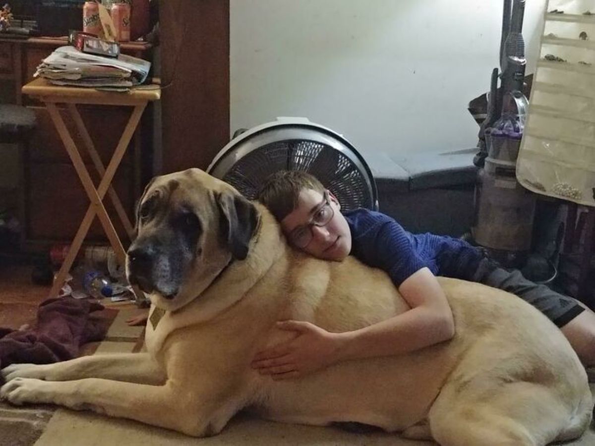large brown dog laying on the floor being hugged by a young boy