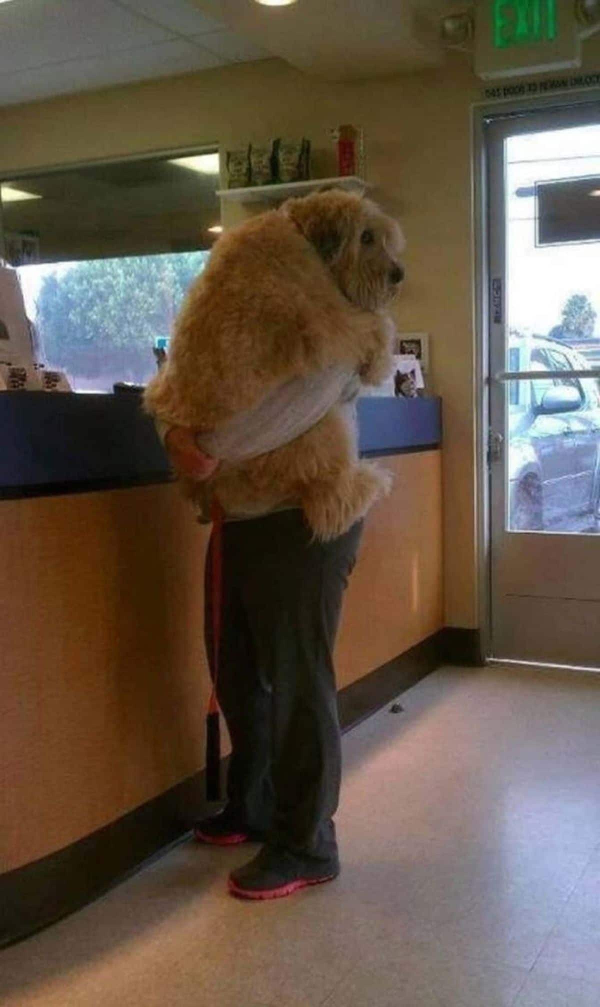 large brown fluffy dog being held by a man standing at a counter