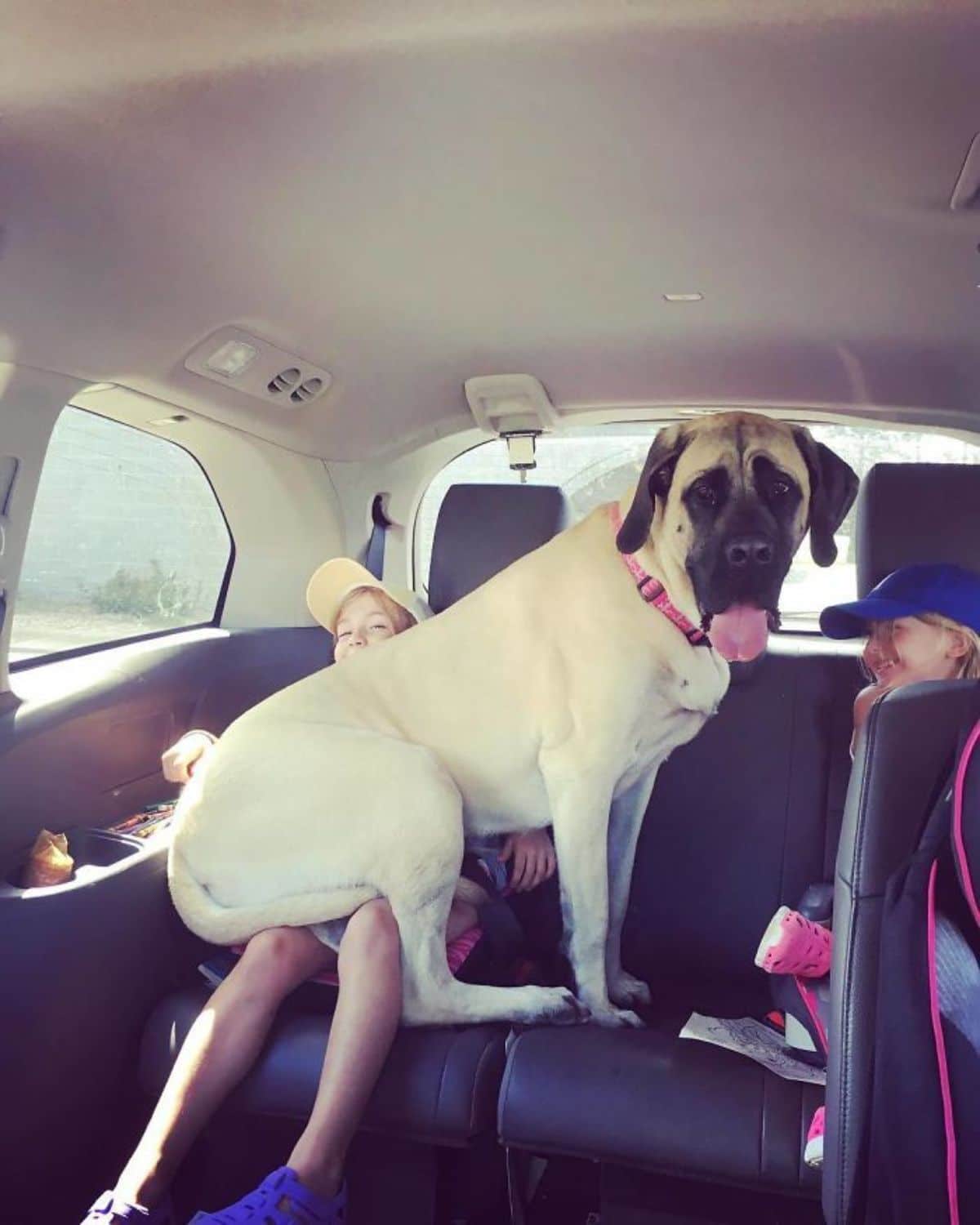 large dog sitting on a child in a car with another child on the side
