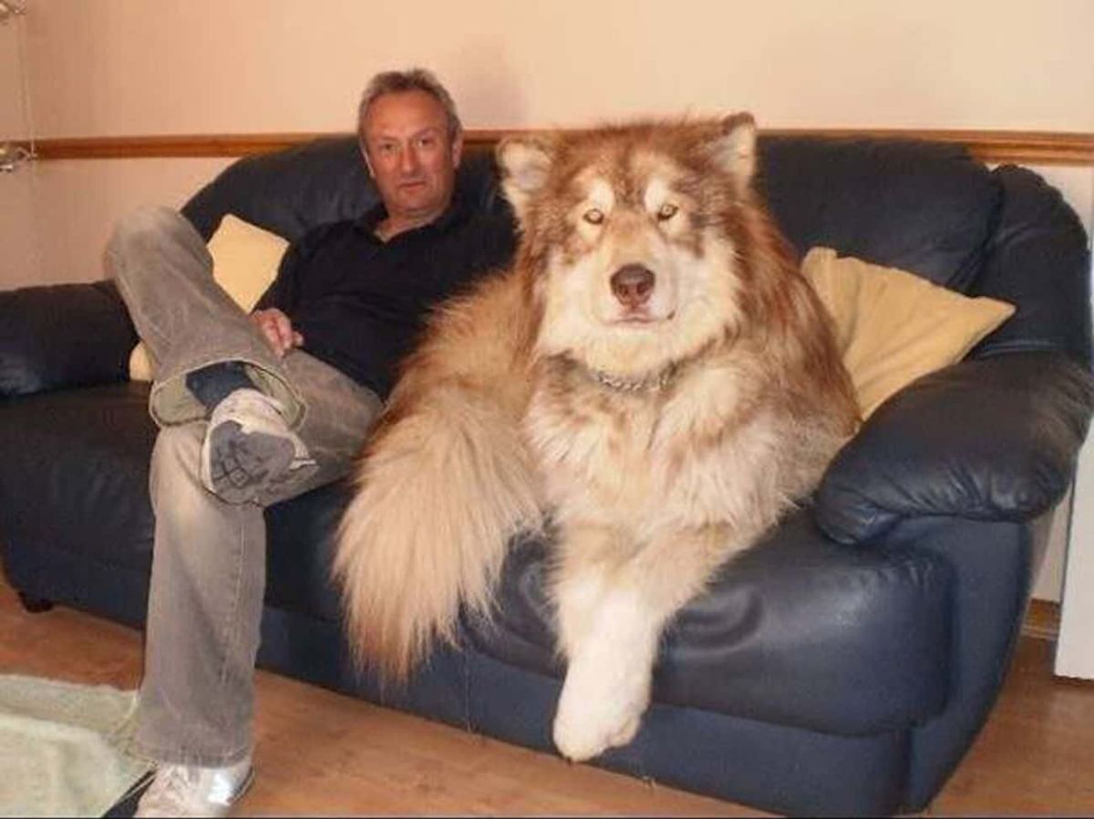 large husky or malamute sitting on a blue couch next to a man