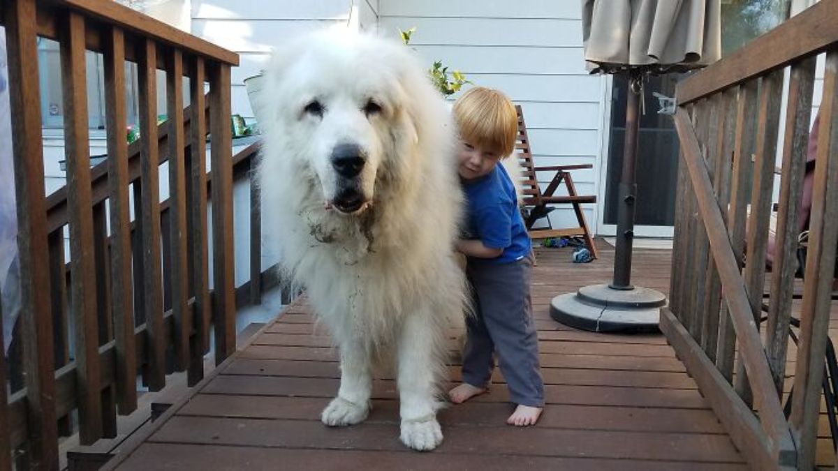 large white fluffy dog standing and being hugged by a blond boy in blue