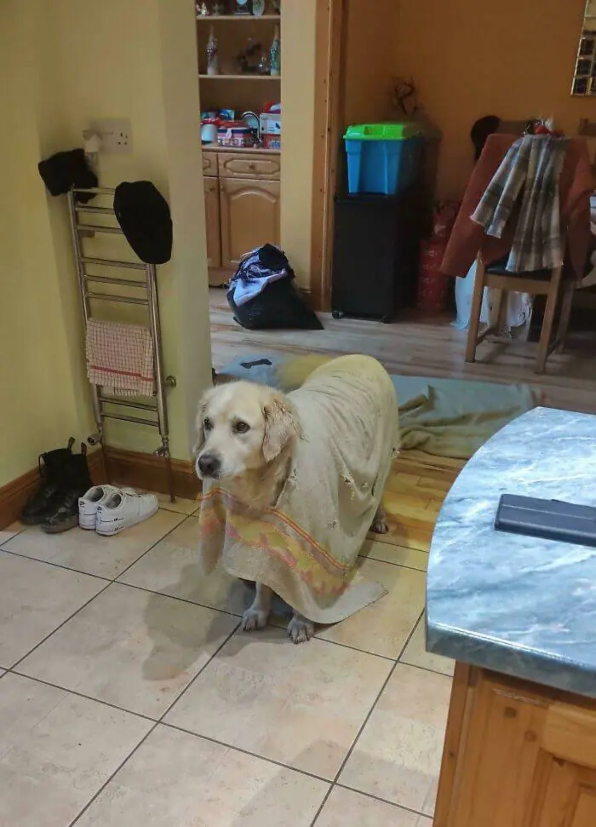 light brown dog wearing a beige towel like a poncho standing in a room