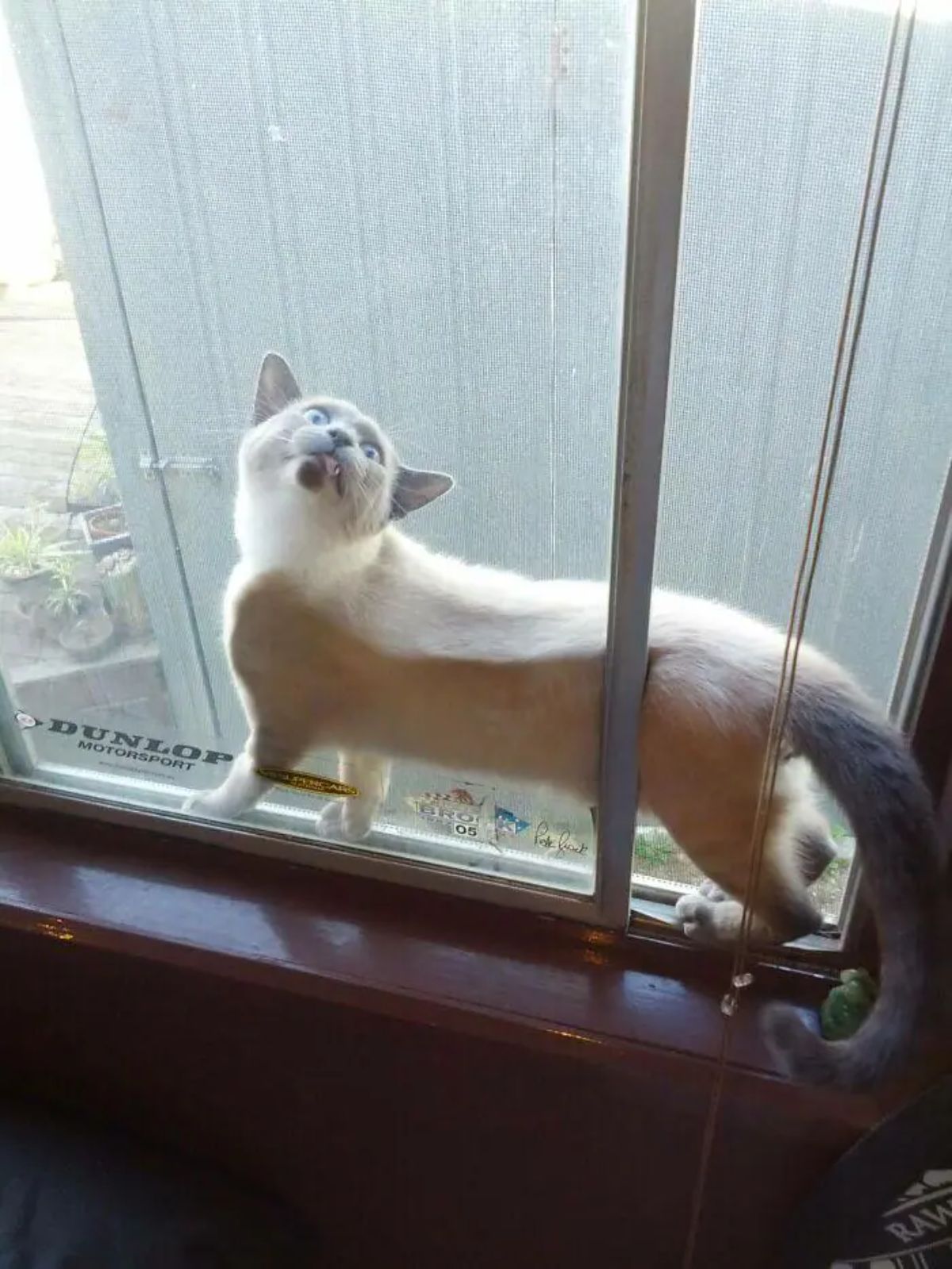 light brown siamese cat stuck between two sliding window panes