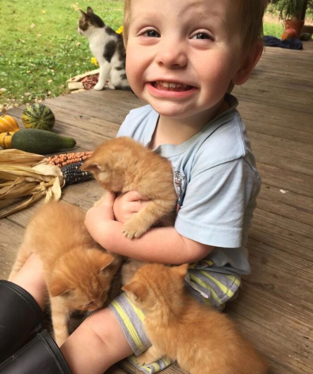 little boy sitting on woonde patio with 3 orange kittens on his lap