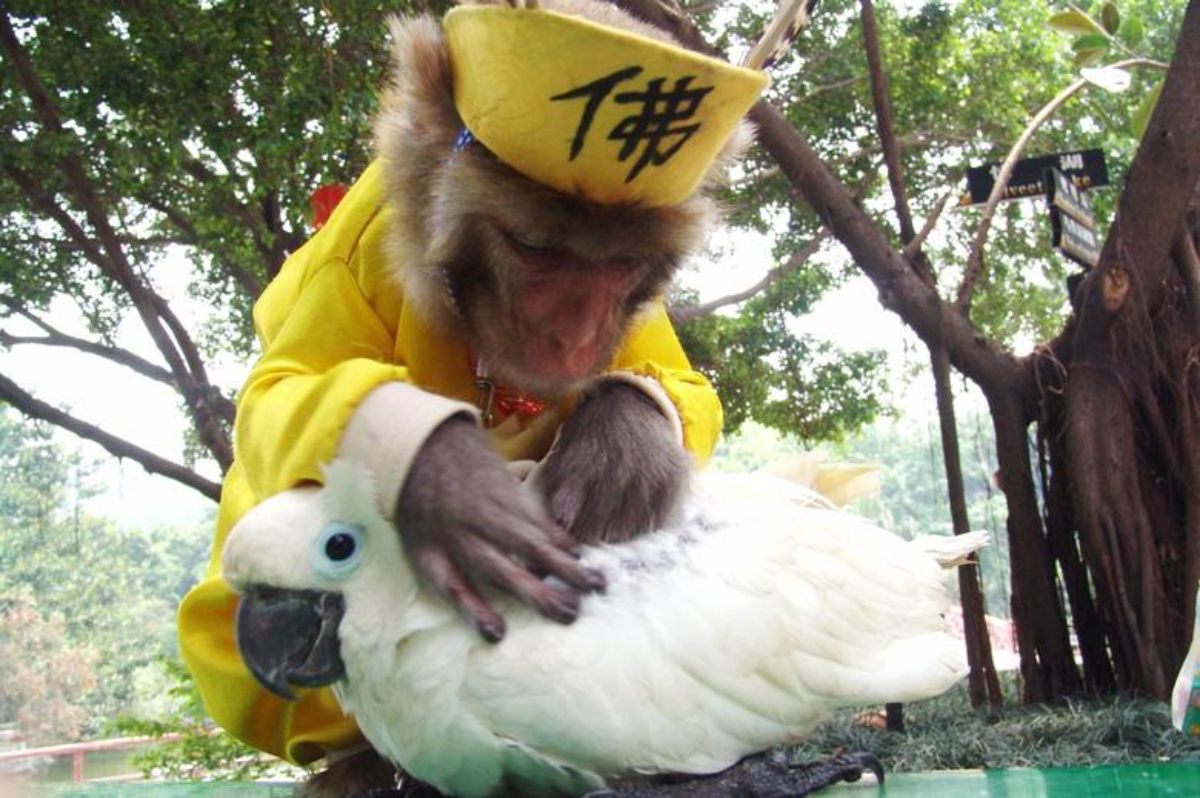 monkey wearing yellow outfit with a white parrot