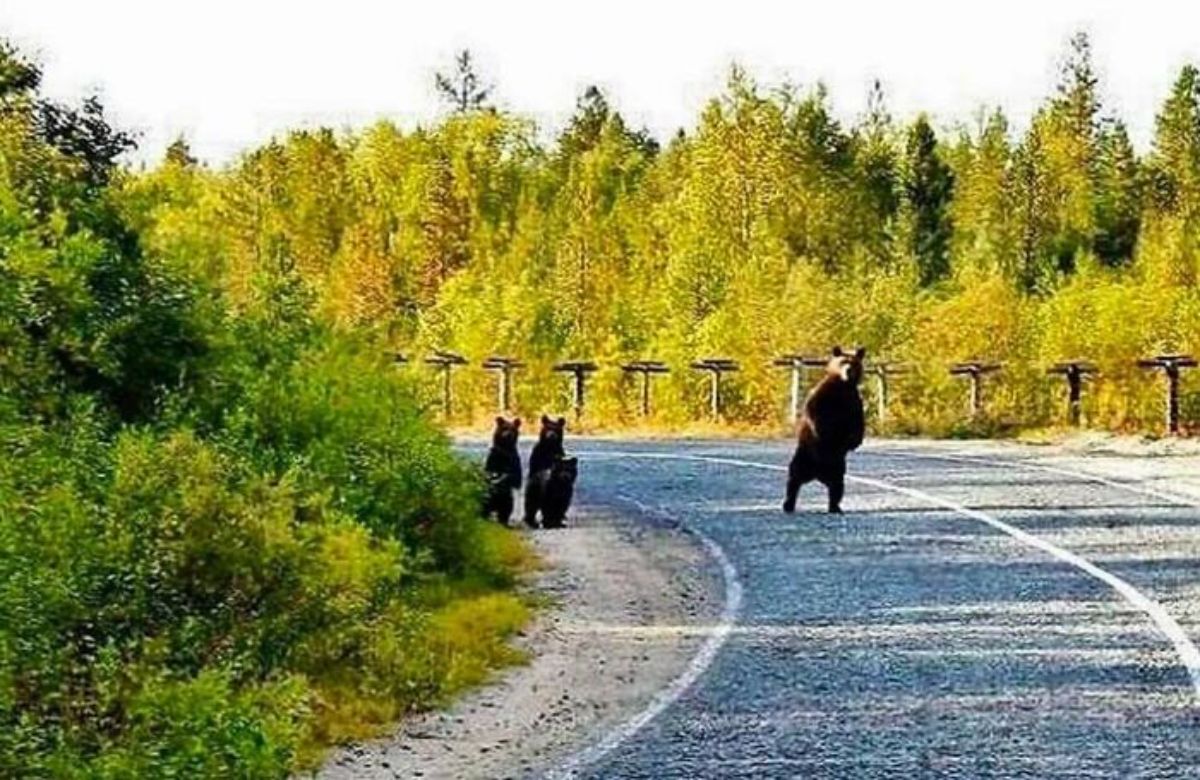 mother bear standing in the road on hind legs and 3 bear cubs on the side of the road standing on hind legs
